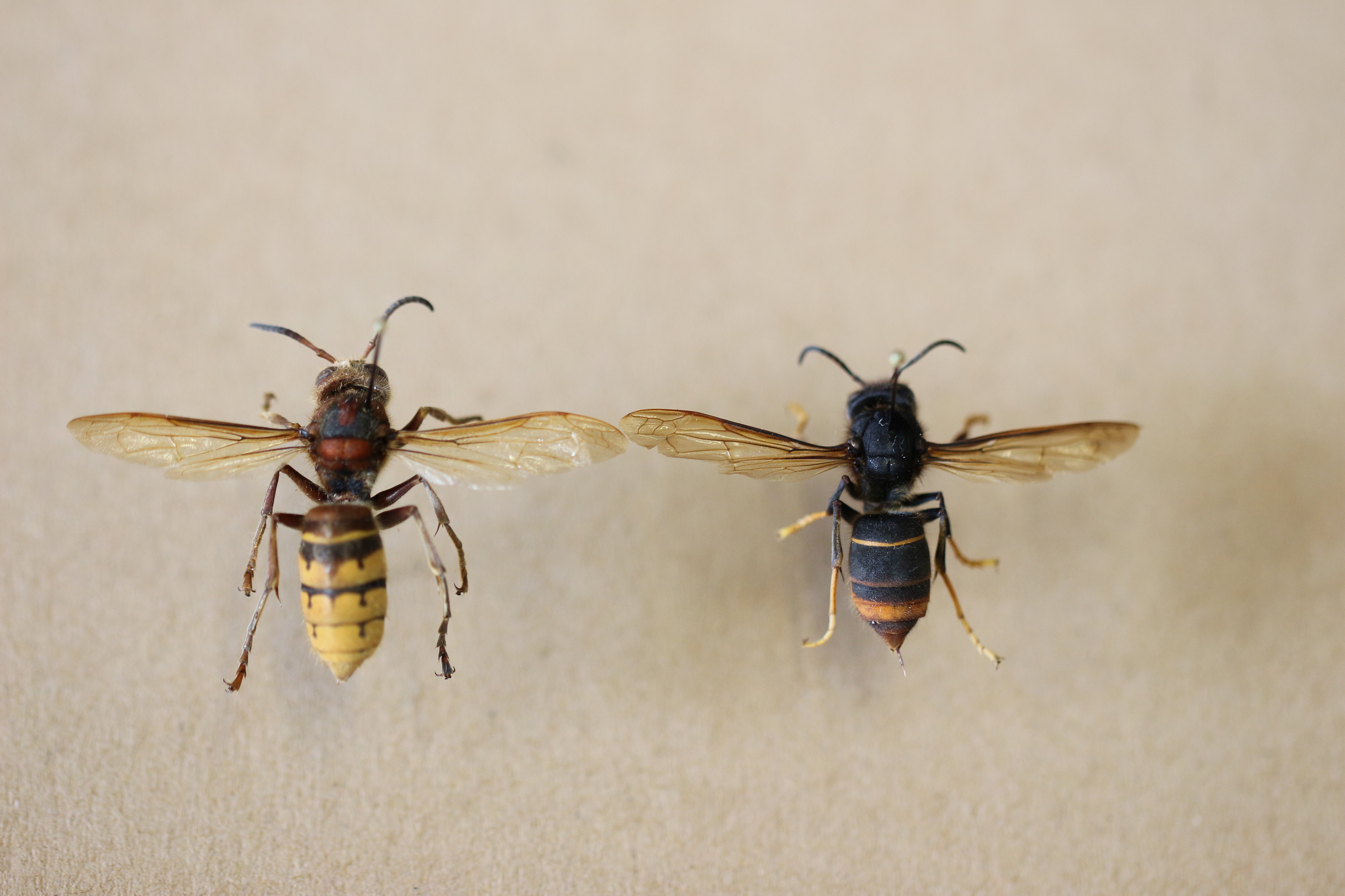 zwei Insekten mit ausgebreiteten Flügeln