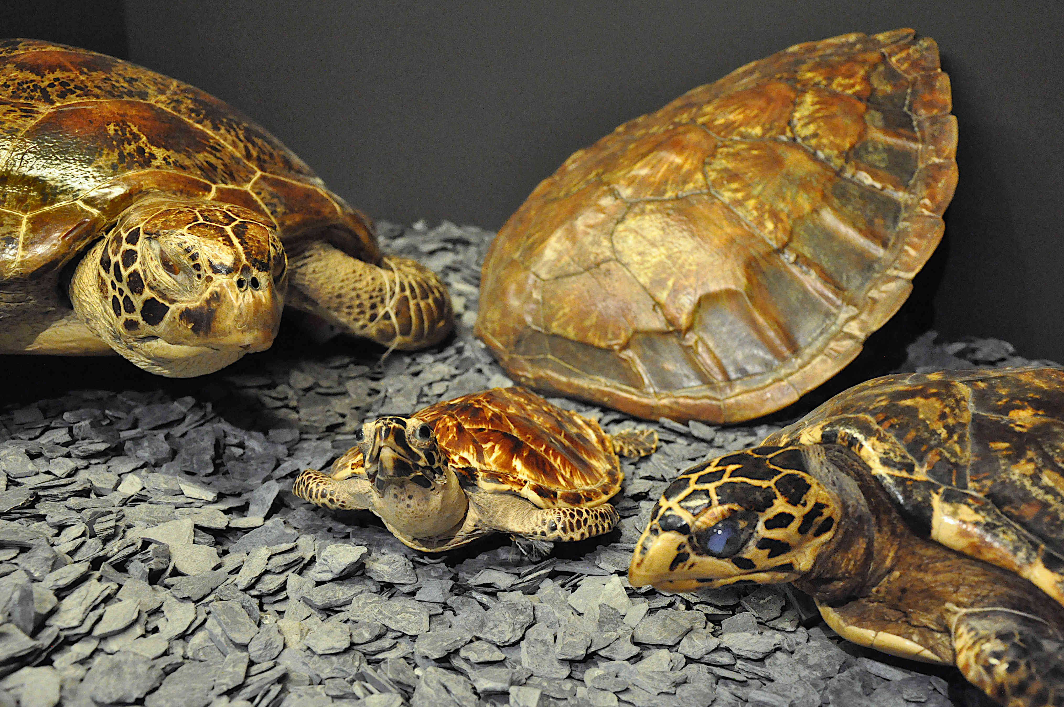 Drei Schildkröten und ein Schildkrötenpanzer 