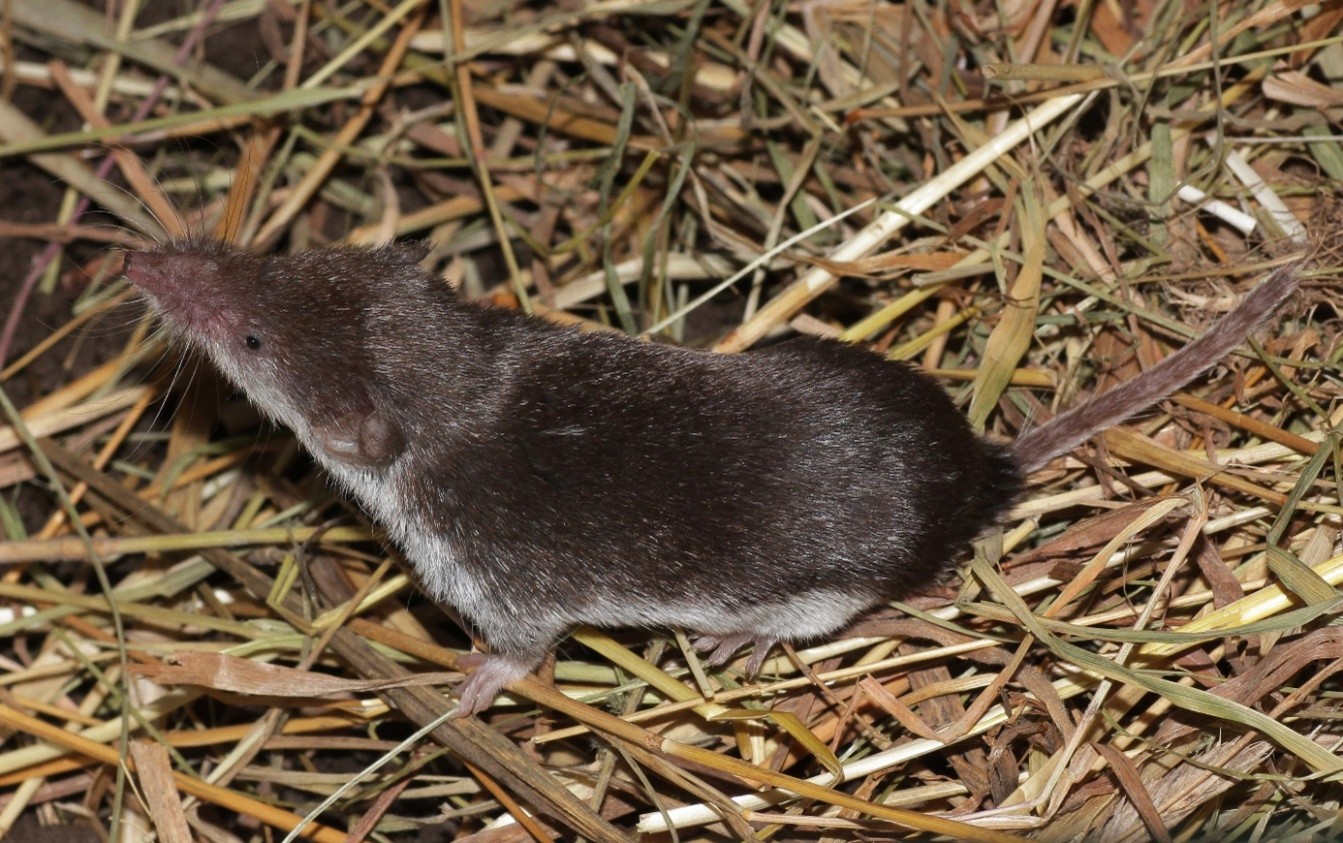 Feldspitzmaus in Stroh