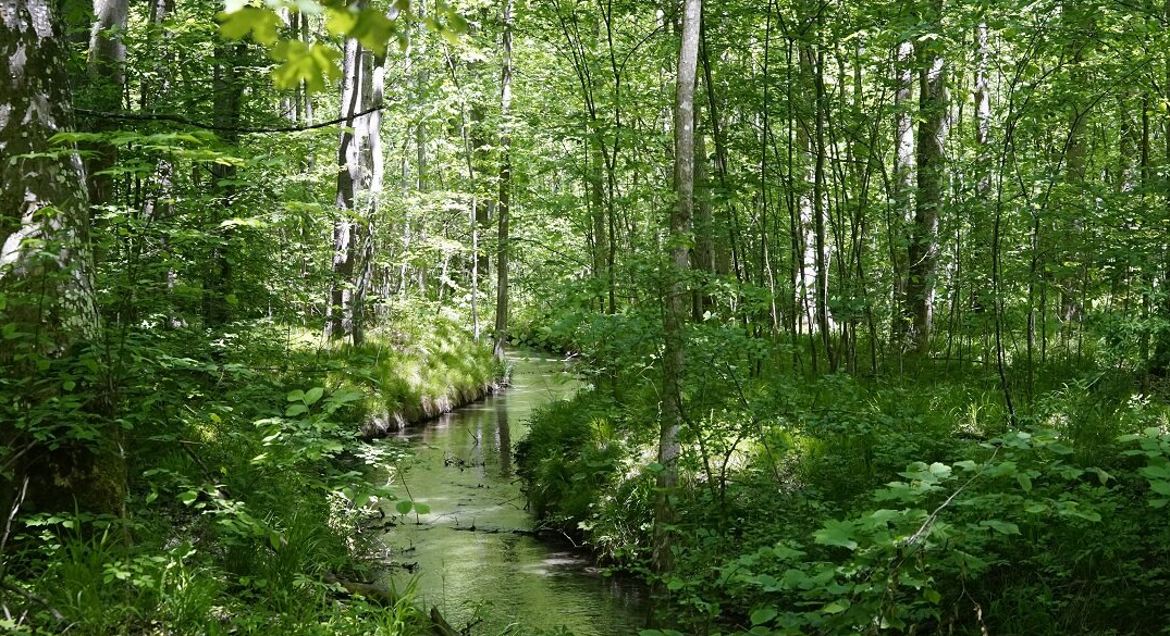 Mischwald, der von einem Bachlauf durchzogen wird