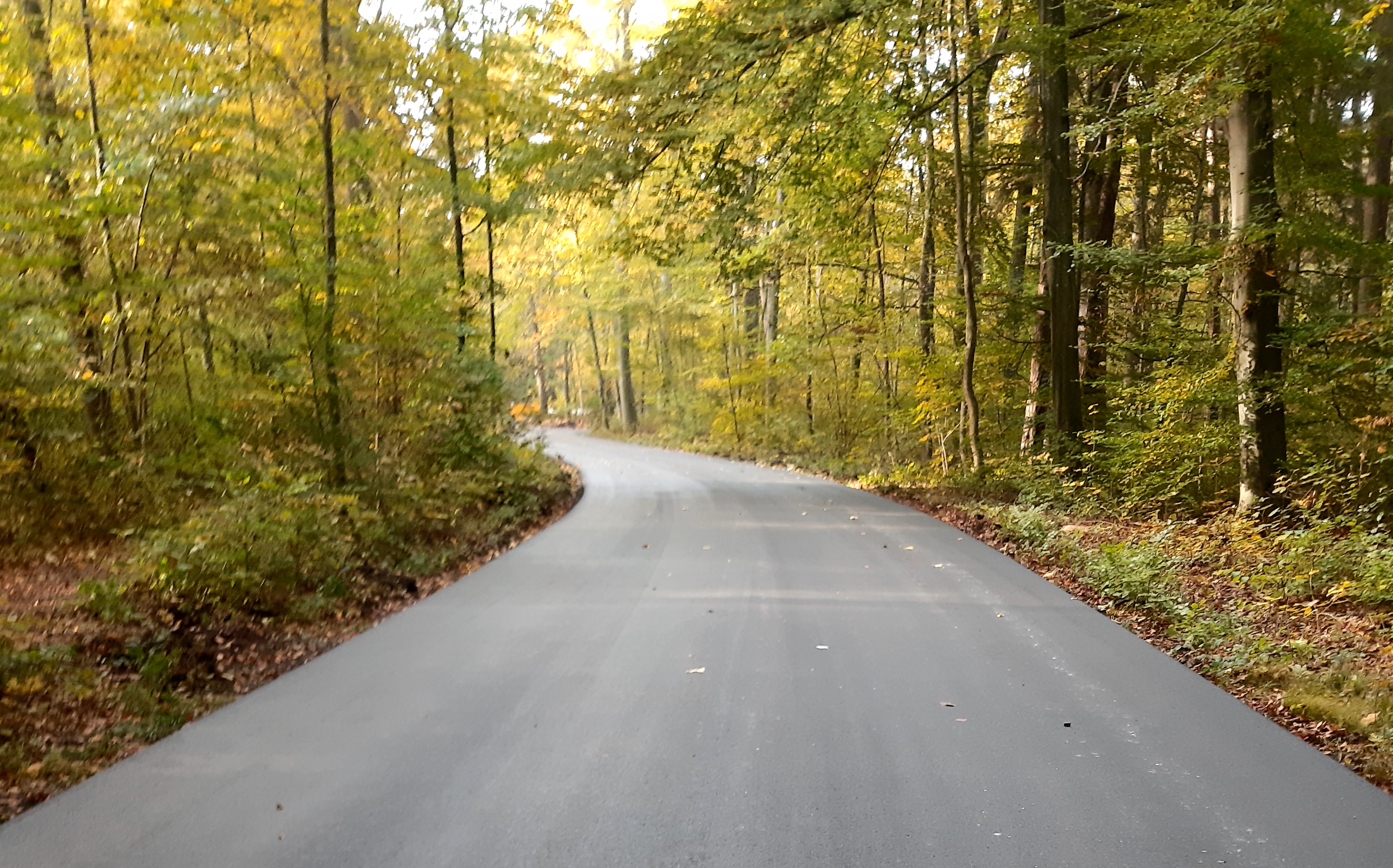 Radweg im Stadtwald