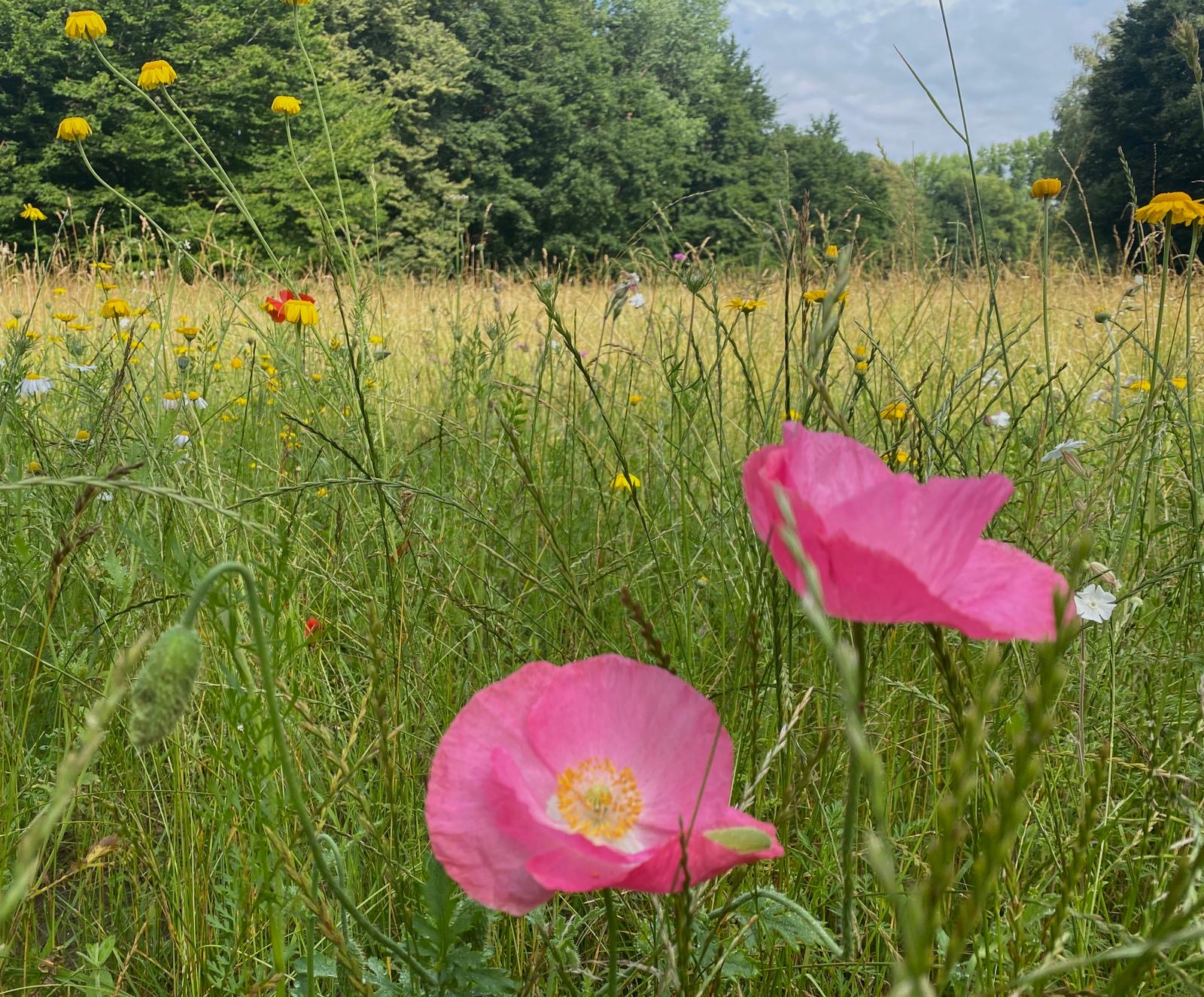 Eine Wiese mit Blumen und hohem Gras
