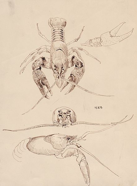 Krebsstudien; 23. August 1918; Federzeichnung, Papier, 30,5 cm h x 23 cm b; Stadtarchiv Augsburg, NL Hermann Dürr, ohne Signatur.