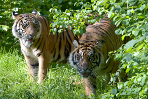 Zoo Augsburg. Quelle: S. Kerpf/Stadt Augsburg