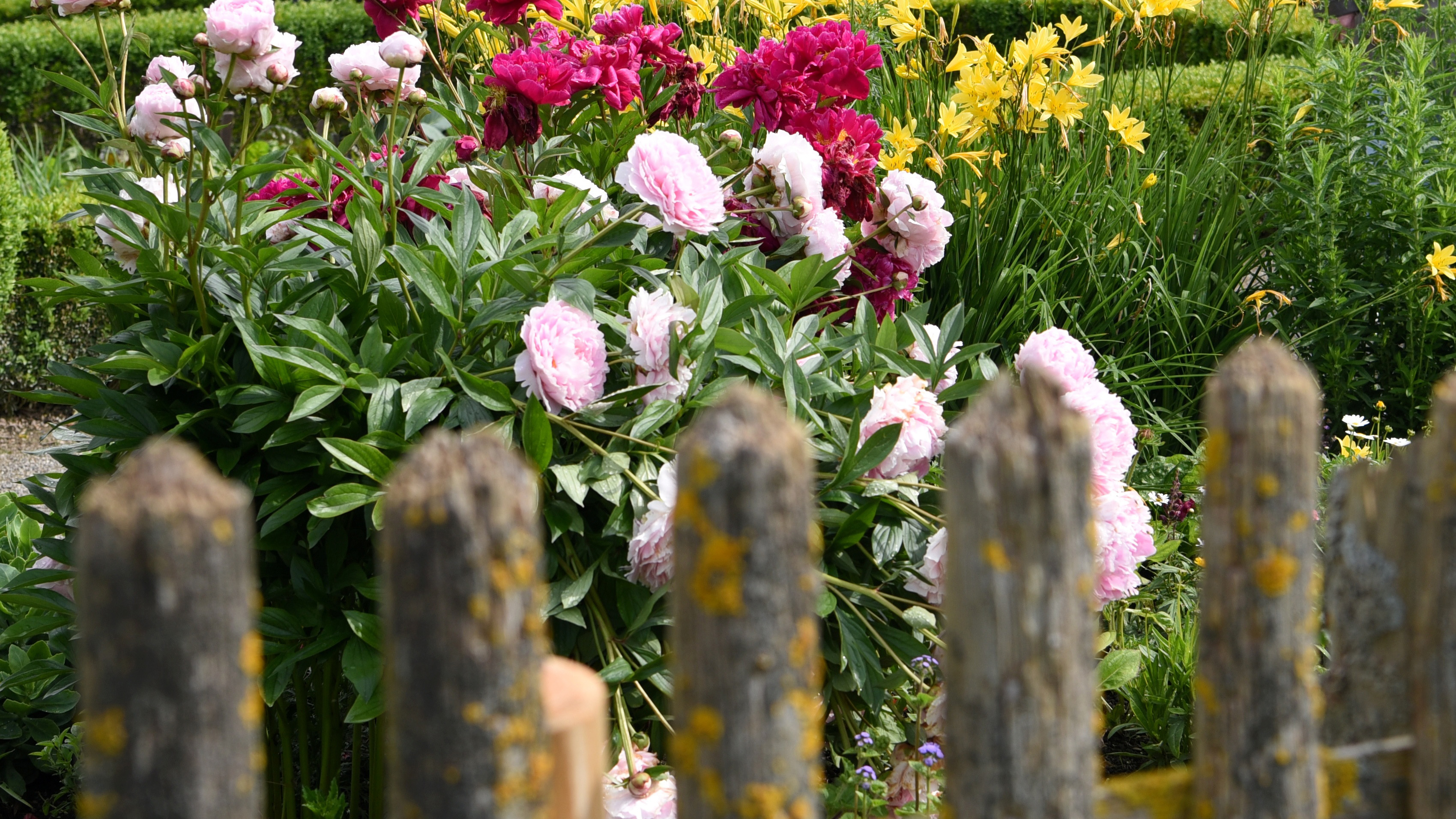 Ein blühender Vorgarten - so kann es aussehen wenn die Stadt bepflanz wird 