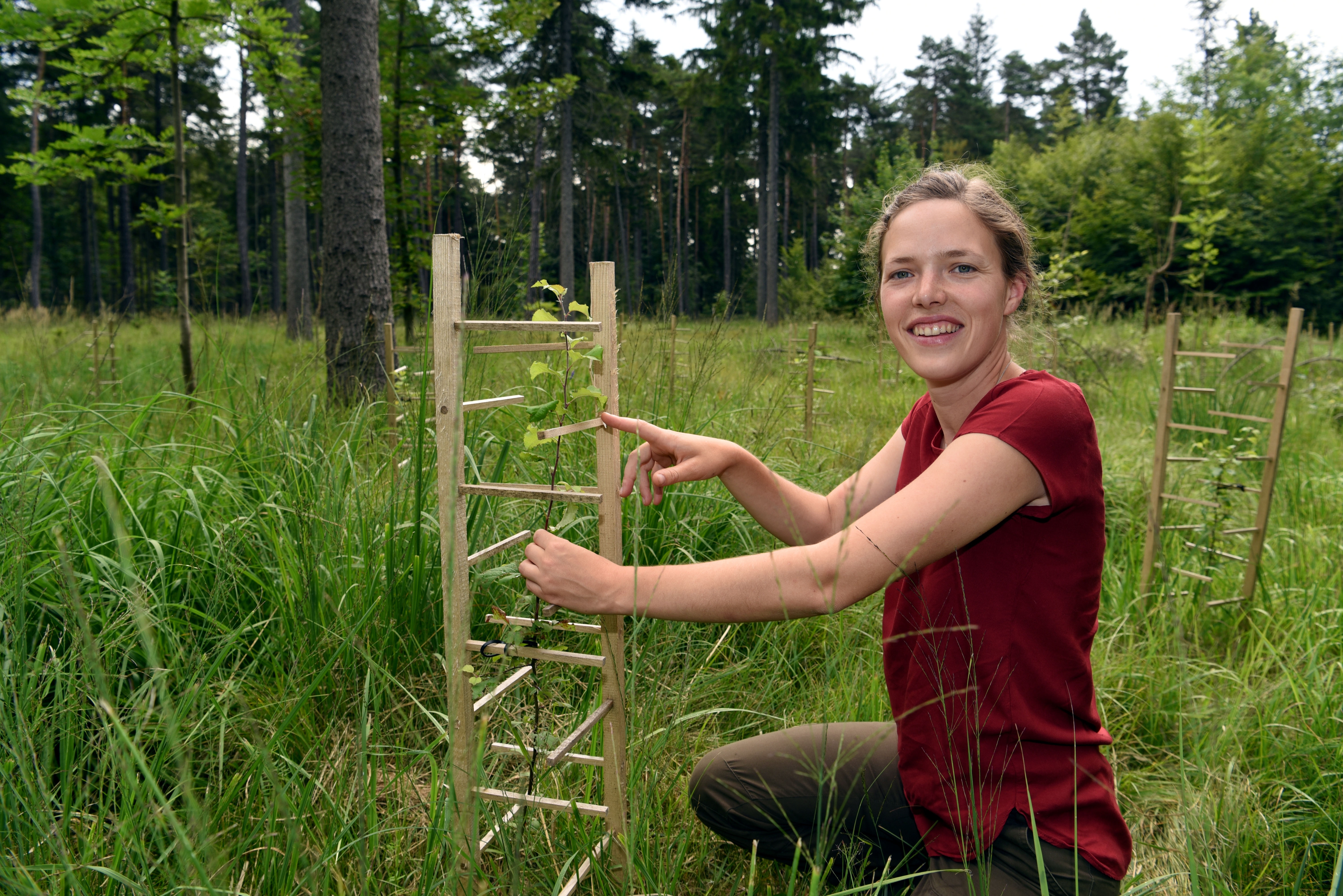 Klimawald. Foto: Ruth Plössel/Stadt Augsburg