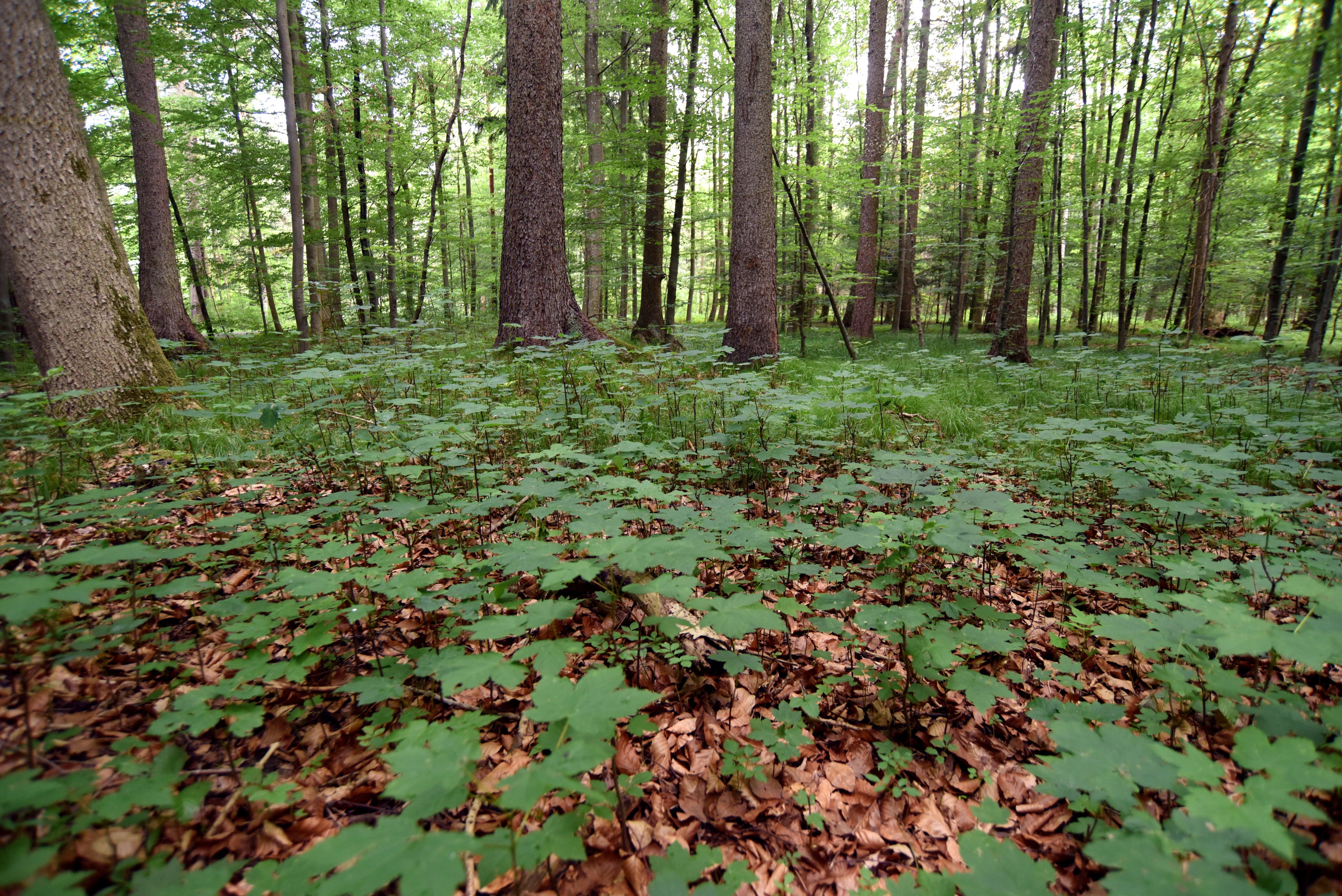 Blick in Mischwald mit wenig Unterholz