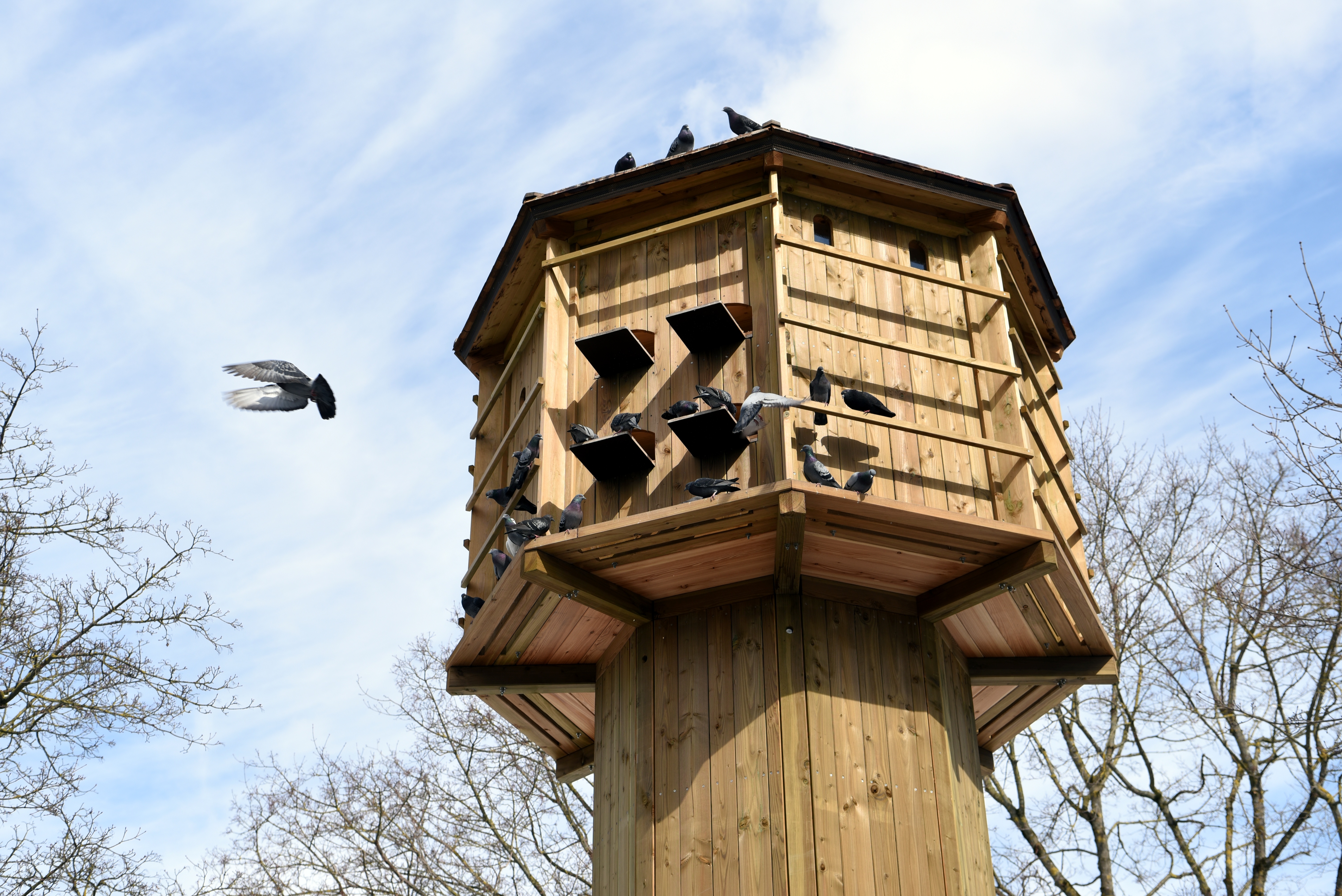 Taubenturm aus Holz, gerade fliegt eine Taube an